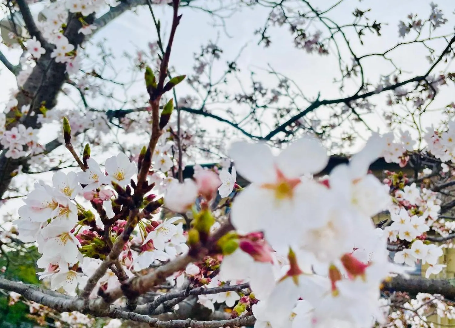 Отель Kyoto Sanjo Ohashi